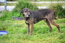 DANIEL, Hund, Mischlingshund in Griechenland - Bild 13