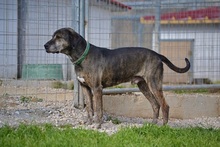 DANIEL, Hund, Mischlingshund in Griechenland - Bild 16