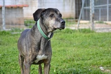 DANIEL, Hund, Mischlingshund in Griechenland - Bild 17