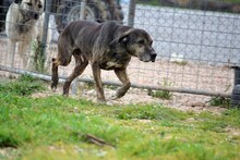 DANIEL, Hund, Mischlingshund in Griechenland - Bild 9