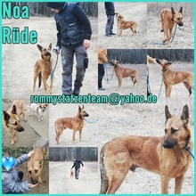 NOA, Hund, Malinois-Mix in Ungarn - Bild 5