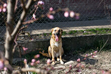 ZOE, Hund, Mischlingshund in Kroatien - Bild 1