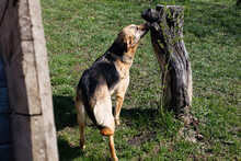 ZOE, Hund, Mischlingshund in Kroatien - Bild 2