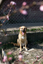 ZOE, Hund, Mischlingshund in Kroatien - Bild 3