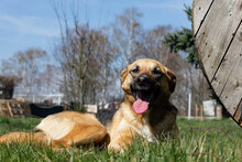 ZOE, Hund, Mischlingshund in Kroatien - Bild 4