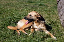 ZOE, Hund, Mischlingshund in Kroatien - Bild 5