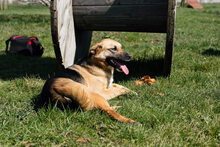ZOE, Hund, Mischlingshund in Kroatien - Bild 6