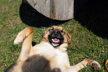 ZOE, Hund, Mischlingshund in Kroatien - Bild 7