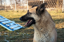 TARIK, Hund, Belgischer Schäferhund-Mix in Kroatien - Bild 3
