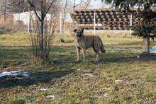 TARIK, Hund, Belgischer Schäferhund-Mix in Kroatien - Bild 6