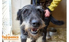 JACKIE, Hund, Mischlingshund in Ungarn - Bild 1