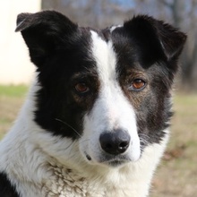 AGADJA, Hund, Mischlingshund in Griechenland - Bild 1