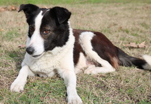 AGADJA, Hund, Mischlingshund in Griechenland - Bild 4