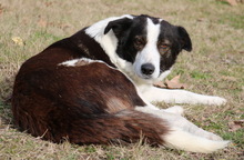 AGADJA, Hund, Mischlingshund in Griechenland - Bild 5