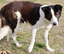 AGADJA, Hund, Mischlingshund in Griechenland - Bild 6