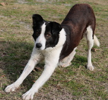 AGADJA, Hund, Mischlingshund in Griechenland - Bild 7