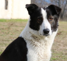 AGADJA, Hund, Mischlingshund in Griechenland - Bild 9