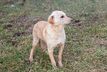 SHERRY2, Hund, Mischlingshund in Kroatien - Bild 3