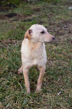 SHERRY2, Hund, Mischlingshund in Kroatien - Bild 5