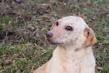 SHERRY2, Hund, Mischlingshund in Kroatien - Bild 6
