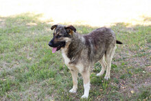 TAIGA, Hund, Mischlingshund in Kroatien - Bild 1