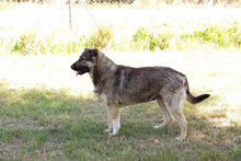 TAIGA, Hund, Mischlingshund in Kroatien - Bild 2