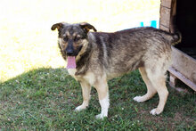 TAIGA, Hund, Mischlingshund in Kroatien - Bild 3