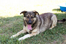 TAIGA, Hund, Mischlingshund in Kroatien - Bild 4