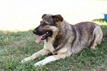 TAIGA, Hund, Mischlingshund in Kroatien - Bild 5