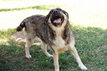 TAIGA, Hund, Mischlingshund in Kroatien - Bild 6