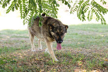 TAIGA, Hund, Mischlingshund in Kroatien - Bild 7