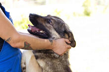 TAIGA, Hund, Mischlingshund in Kroatien - Bild 8