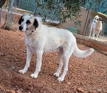 PUNTITO, Hund, Herdenschutzhund in Griechenland - Bild 10