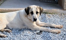 PUNTITO, Hund, Herdenschutzhund in Griechenland - Bild 14