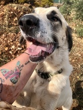 PUNTITO, Hund, Herdenschutzhund in Griechenland - Bild 16