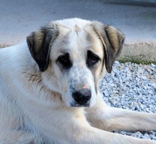 PUNTITO, Hund, Herdenschutzhund in Griechenland - Bild 17