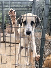 PUNTITO, Hund, Herdenschutzhund in Griechenland - Bild 18