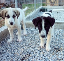 PUNTITO, Hund, Herdenschutzhund in Griechenland - Bild 26