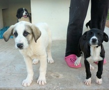 PUNTITO, Hund, Herdenschutzhund in Griechenland - Bild 27
