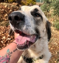 PUNTITO, Hund, Herdenschutzhund in Griechenland - Bild 8