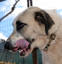 PUNTITO, Hund, Mischlingshund in Griechenland - Bild 10