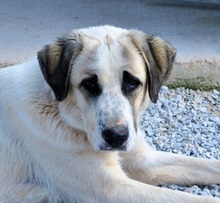 PUNTITO, Hund, Mischlingshund in Griechenland - Bild 12