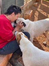 PUNTITO, Hund, Mischlingshund in Griechenland - Bild 14