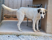 PUNTITO, Hund, Mischlingshund in Griechenland - Bild 16