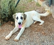 PUNTITO, Hund, Mischlingshund in Griechenland - Bild 18