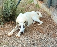 PUNTITO, Hund, Mischlingshund in Griechenland - Bild 19