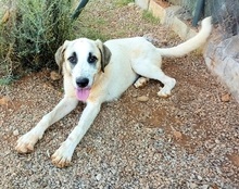 PUNTITO, Hund, Mischlingshund in Griechenland - Bild 22
