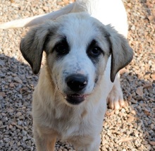 PUNTITO, Hund, Mischlingshund in Griechenland - Bild 28