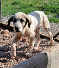 PUNTITO, Hund, Mischlingshund in Griechenland - Bild 34