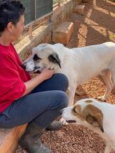 PUNTITO, Hund, Mischlingshund in Griechenland - Bild 6